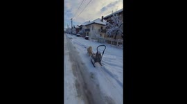 Dog transport, the dog is driving a little girl on a sled.