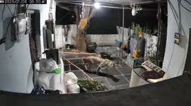 A leopard Srisailam temple entered the residence premises priest in Andra Pradesh