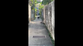 Black cat has lucky escape as it leaps away from approaching lizard