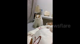 Cat runs off as soon as owner puts phone down