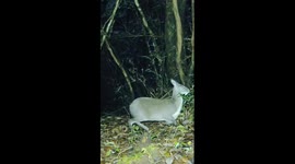 Rare wild animals spotted at nature reserve in China's Yunnan