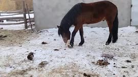 Heartwarming scene as puppy snuggles up to horse for warmth