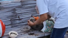 Poisoned pet cat rescued by firefighters in Thailand