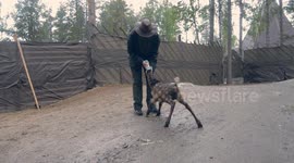 Caretaker feeding of a baby reindeer at Santa Claus Village in Rovaniemi, Finland.