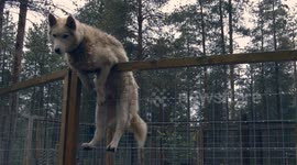Clever climbing Husky gets special food treat in Santa Claus Village in Rovaniemi.