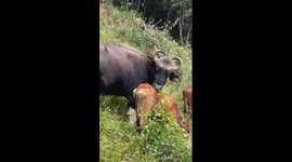 Wild gaur lives with domestic cattle in China's Yunnan
