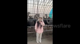 China: The Ostrich Ate the Girl’s Teddy Bear Charm