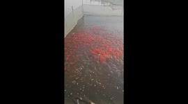 Thousands of red carp emerged from the water when they heard the man's footsteps