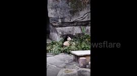 Heartbreaking scene panda holds its head after being hit by bottle thrown by zoo goer in China