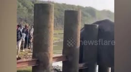 Elephant stuck between pillar barriers rescued by wildlife team India