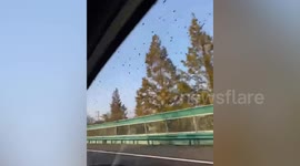 Thousands of crows fill sky over motorway in China