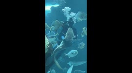 Stingray photobombs aquarium visitor's video of diver hugging shark