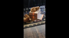 Orange Cat Emerges From Underneath Cardboard Box