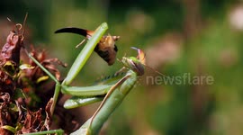 Wasp Annoys European Mantis