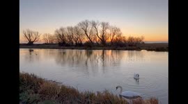 A beautiful sunrise by the river Great Ouse in Ely.  This is a video of two swans having breakfast and a nosey coot. Thursday morning 2 Jan 2025.