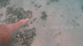 Perfectly Camouflaged Octopus On Coral