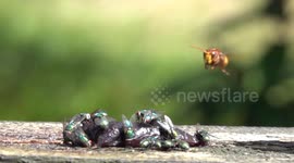Hornet Hunts And Catches Carrion Fly