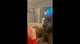 Dog Demands Respect!