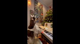 Springer Spaniel Plays Christmas Jingle On Piano
