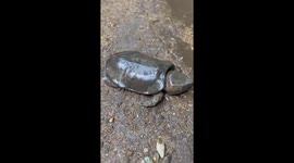 Tourist rescue injured big-headed turtle in Thailand