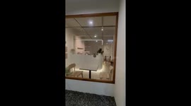 Cat with grumpy face sits on reception desk