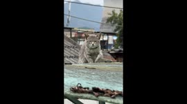 Cool cat walks across roof