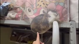 Pet cat stuck in mosquito net