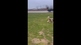 Puppy Headcount On Road Trip