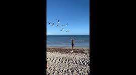 Dad Summoning Seagulls