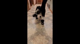 Cat's hilarious walk as feline tries new boots for first time