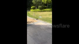 China: A Cat Mistake Another’s Paw for Food