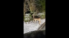 Compilation video of snowy scenes on Dartmoor with one intrigued deer and much chaos leaving many vehicles stranded on the road.
