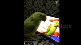 Curious Parrot Watching Its Twin on a Tablet