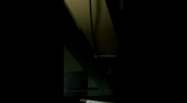 Sneaky Indian Parrot Hiding Behind the TV with the Cutest Expression