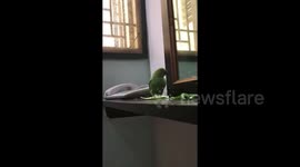 Adorable Indian Parrot Enjoys Okra Vegetable Feast with the Cutest Expression