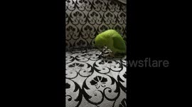 Playful Indian Parrot Having Fun with My Glasses – Too Cute to Miss