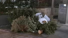 Christmas trees get discarded on London's South Bank