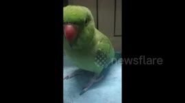 Shy and Adorable Indian Parrot Melts Our Hearts with Its Cuteness