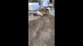 Corgi digs a hole in the sand in China