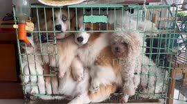 Chinese corgis squeezed into a cage after mischief