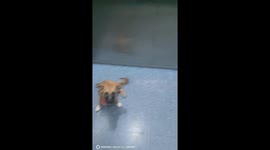 Kind Chinese woman helps lost dog find its way home