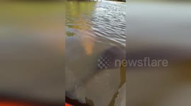 Manatee gently rests its flipper on rower's oar in Florida