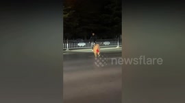 Sheep wearing lucky red ribbon flies into the sky after being hit by car and then limps off after surviving collision