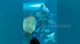 Cheerful stingray seems to smile at aquarium visitors