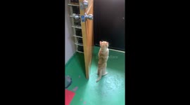 Pet cat stands on its back legs at door