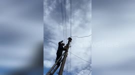 Russian firemen save cat stuck at the top of telegraph pole