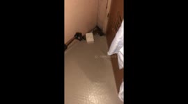 Woman has amusing struggle to remove frog from her bedroom