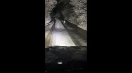 Watch this beautiful moment when snow chasers were greet by a baby deer before escorting them onto Dartmoor National Park
