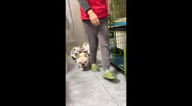 French bulldog carries puppies on both sides