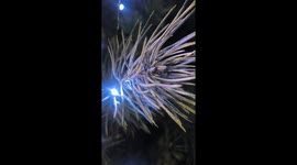 Christmas tree in light. Beatiful Christmas tree